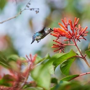 colibrí cuva