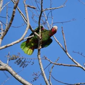 loro cuba