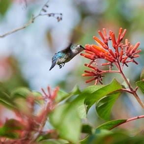 colibrí cuva