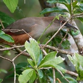 ave naturaleza cuba